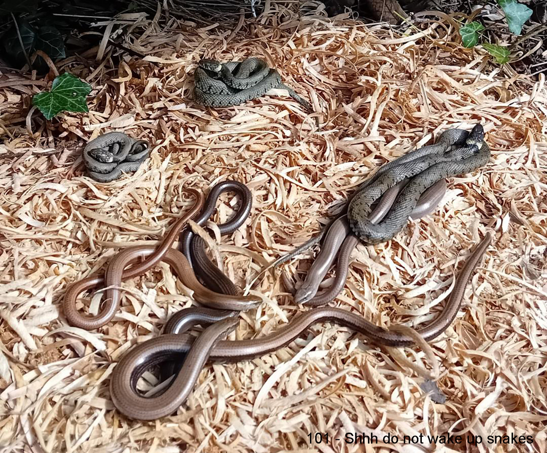 101 - Shhh do not wake up snakes